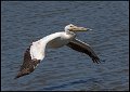 _8SB9870 american white pelican